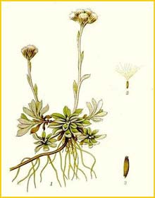    ( Antennaria alpina ) Bilder ur Nordens Flora (1901-1905) by Carl Lindman