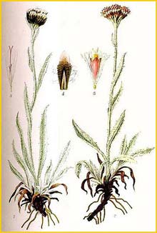    ( Antennaria carpatica ) Bilder ur Nordens Flora (1901-1905) by Carl Lindman