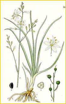   ( Anthericum ramosum ) Bilder ur Nordens Flora (1901-1905) by Carl Lindman