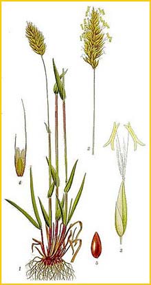   ( Anthoxanthum odoratum ) Bilder ur Nordens Flora (1901-1905) by Carl Lindman