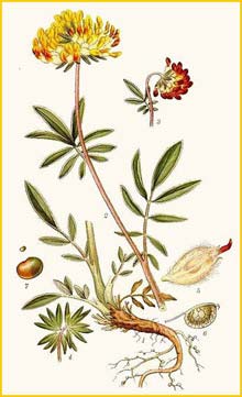   ( Anthyllis vulneraria ) Bilder ur Nordens Flora (1901-1905) by Carl Lindman