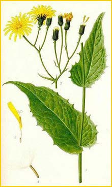    ( Crepis paludosa / Hieracium paludosum / Aracium paludosum ) Bilder ur Nordens Flora (1901-1905) by Carl Lindman