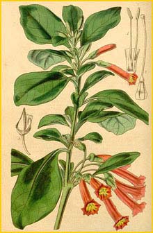   ( Iochroma fuchsioides ) Curtis's Botanical Magazine 1845