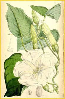    ( Ipomoea albivenia ) Curtis's Botanical Magazine 1867