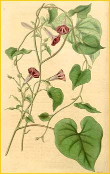    ( Ipomoea aristolochiifolia ) Curtis's Botanical Magazine 