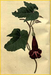    ( Ipomoea bignonioides ) Curtis's Botanical Magazine