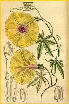    ( Ipomoea dasysperma ) Curtis's Botanical Magazine 1919