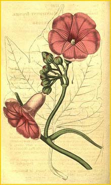   ( Ipomaea mauritana ) Curtis's Botanical Magazine