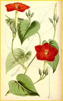   ( Ipomaea nationis ) Curtis's Botanical Magazine 1864