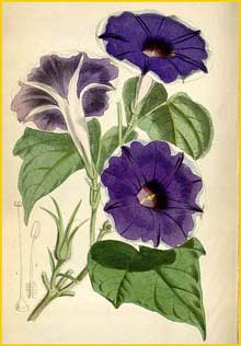   'Limbata' ( Ipomoea nil 'Limbata' ) Curtis's Botanical Magazine 1868