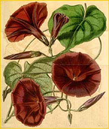   ( Ipomoea orizabensis ) Curtis's Botanical Magazine 