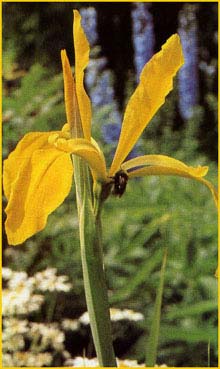   ( Iris crocea )