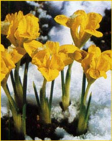   ( Iris danfordiae )