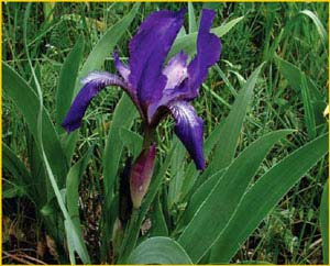     ( Iris furcata / babadagica ),    