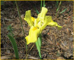     ( Iris pineticola ),    