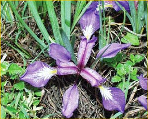     ( Iris pontica ),    