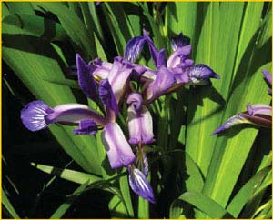    ( Iris pseudocyperus ),    