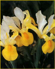     'Symphonia' ( Iris x hollandica 'Symphonia' )
