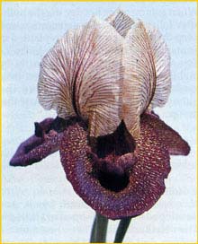   .  ( Iris iberica ssp. elegantissima )