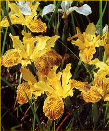   ( Iris innominata )