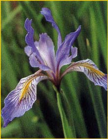   'Dark Form' ( Iris missouriensis 'Dark Form' )