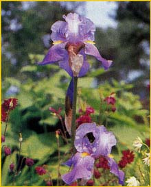   ( Iris pallida )