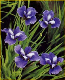   'Deep Shade' ( Iris sibirica 'Deep Shade' )