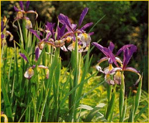    'Premier' ( Iris spuria hybrid 'Premier' )