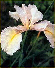   'Mont Blanc' ( Iris xiphioides 'Mont Blanc' )