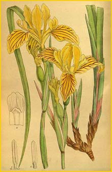   ( Iris bracteata ) Curtis's Botanical Magazine 1915
