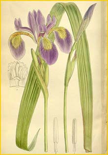   ( Iris caroliniana ) Curtis's Botanical Magazine 1912