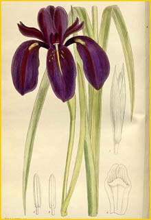   ( Iris chrysographes ) Curtis's Botanical Magazine 1912