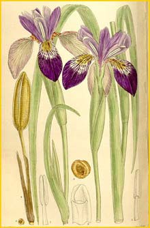   ( Iris clarkei ) Curtis's Botanical Magazine 1910