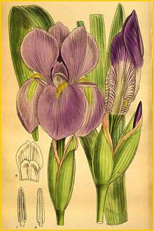   ( Iris hoogiana ) Curtis's Botanical Magazine 1920