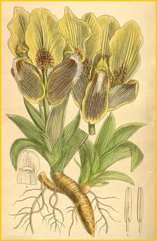   ( Iris mellita ) Curtis's Botanical Magazine 1913