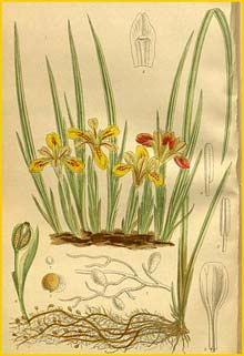   ( Iris minuta ) Curtis's Botanical Magazine 1910
