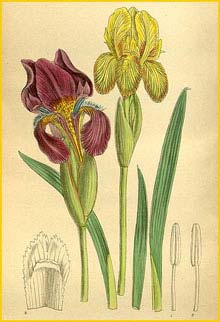   ( Iris reichenbachii ) Curtis's Botanical Magazine 1919