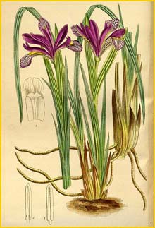   ( Iris urumovii ) Curtis's Botanical Magazine 1915