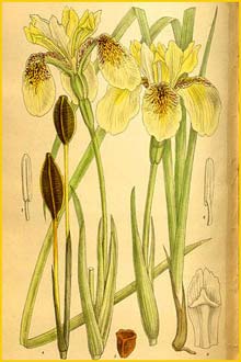   ( Iris wilsonii ) Curtis's Botanical Magazine 1910