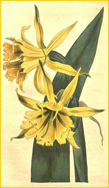   /   ( Hymenocallis amancaes )  Curtis's Botanical Magazine