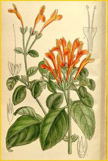   ( Jacobinia suberecta ) Curtis's Botanical Magazine 1910