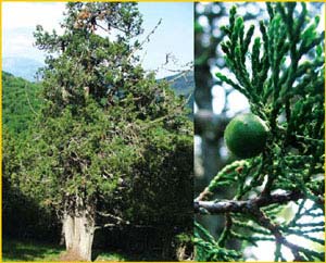   ( Juniperus foetidissima ),    