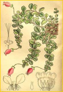    ( Kitchingia uniflora )  Curtis's Botanical Magazine 1909 