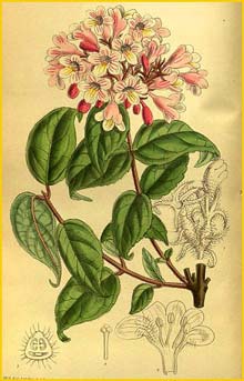   ( Kolkwitzia amabilis ) Curtis's Botanical Magazine 1914