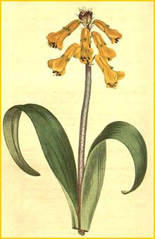   .  ( Lachenalia aloides var. aloides ) Curtis's Botanical Magazine