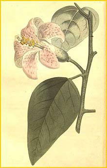   ( Lagunaria patersonii ) Curtis's Botanical Magazine