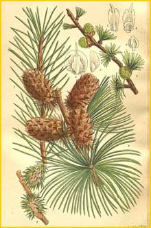   ( Larix occidentalis ) Curtis's Botanical Magazine 1909
