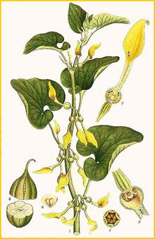   ( Aristolochia clematitis ) Bilder ur Nordens Flora (1901-1905) by Carl Lindman