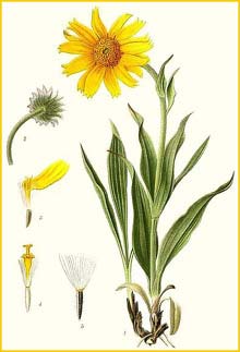   ( Arnica alpina ) Bilder ur Nordens Flora (1901-1905) by Carl Lindman