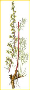   ( Artemisia campestris ) Bilder ur Nordens Flora (1901-1905) by Carl Lindman